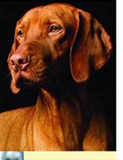 vizsla_dog.jpg