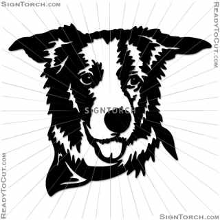 border_collie2152=.jpg